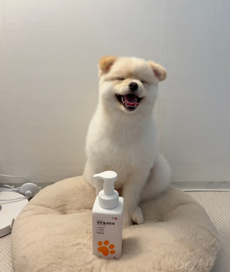 우리 강아지 발 세정, 이렇게 쉽고 깔끔하게 할 수 있어요!