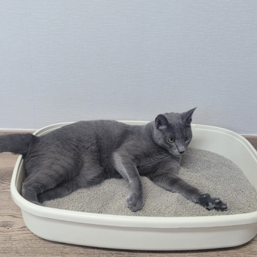 고양이 모래, 무향으로 깔끔하게! 8리터 9개 세트 추천