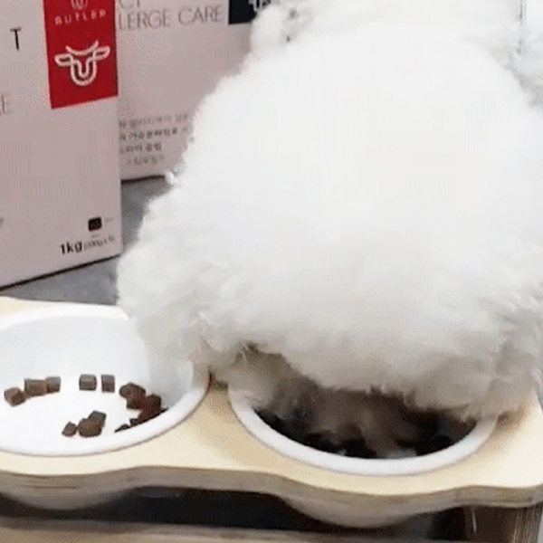 강아지 건강을 위한 부드럽고 영양 가득한 반건조 사료 추천