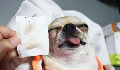 강아지 눈 건강을 위한 자연 성분 눈세정제, 쉽게 사용할 수 있어요!