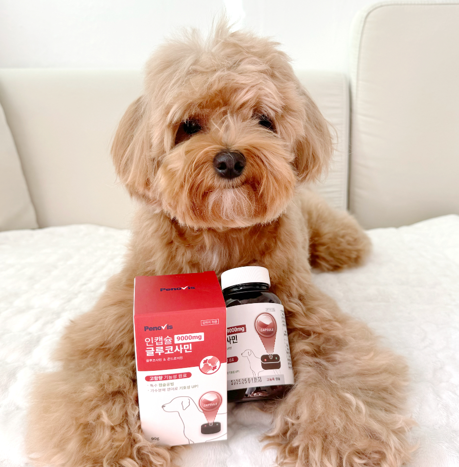 강아지 관절 건강을 위한 영양제, 이렇게 선택하세요!