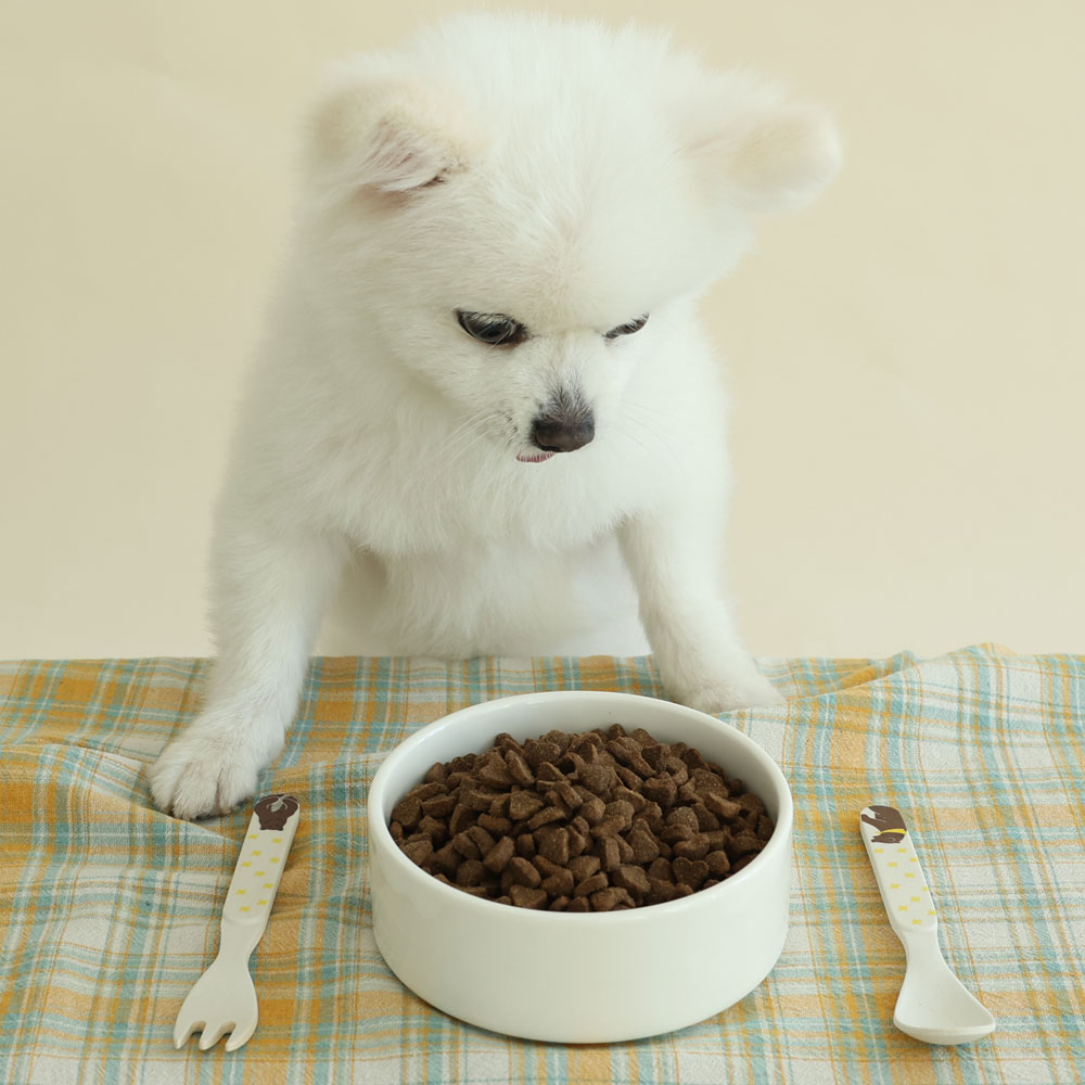 브리젠 홀리스틱 어덜트 강아지사료 인섹트 치킨, 5.44kg, 1개