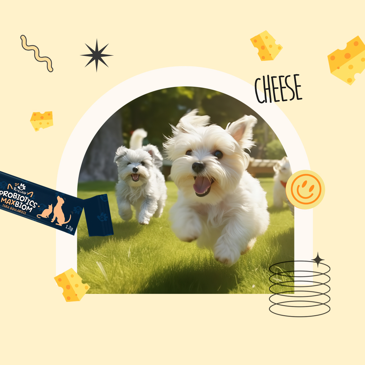 닥터페렌들리 맥스바이옴 강아지 고양이 유산균 장건강 설사 변비 면역력 30포, 5개