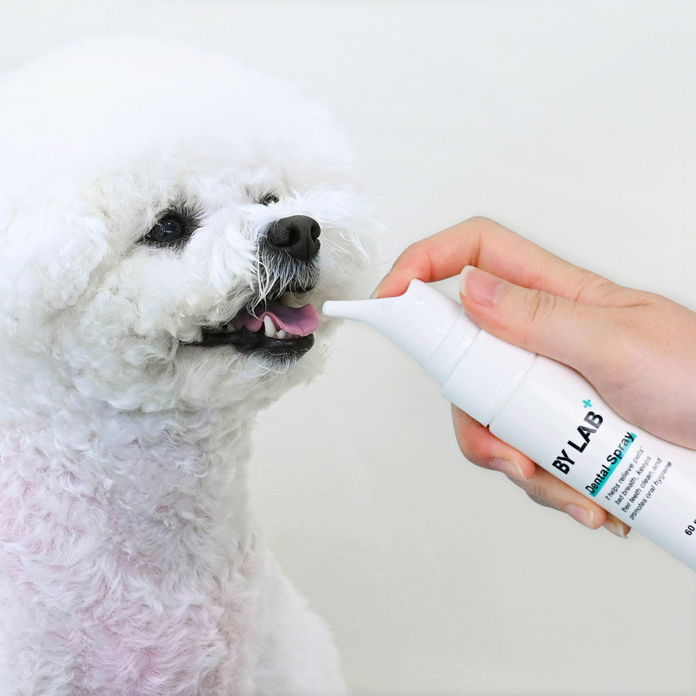 강아지 구강 건강을 위한 친근한 치아 관리 방법