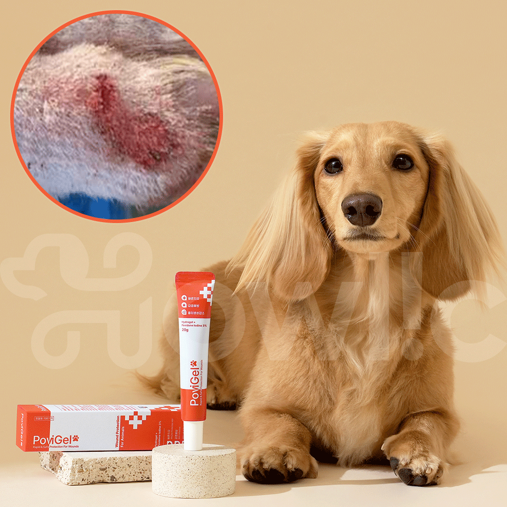 반려동물 피부 고민, 쉽게 해결하는 방법 알려드릴게요!