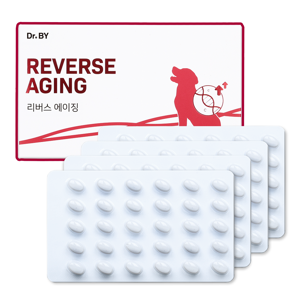 강아지 건강을 위한 자연스럽고 효과적인 노화 방지 영양제 추천