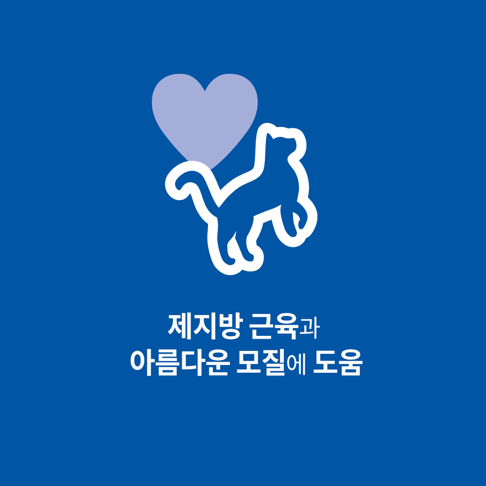 고양이에게 딱 맞는 연어와 현미 사료, 이렇게 선택하세요!