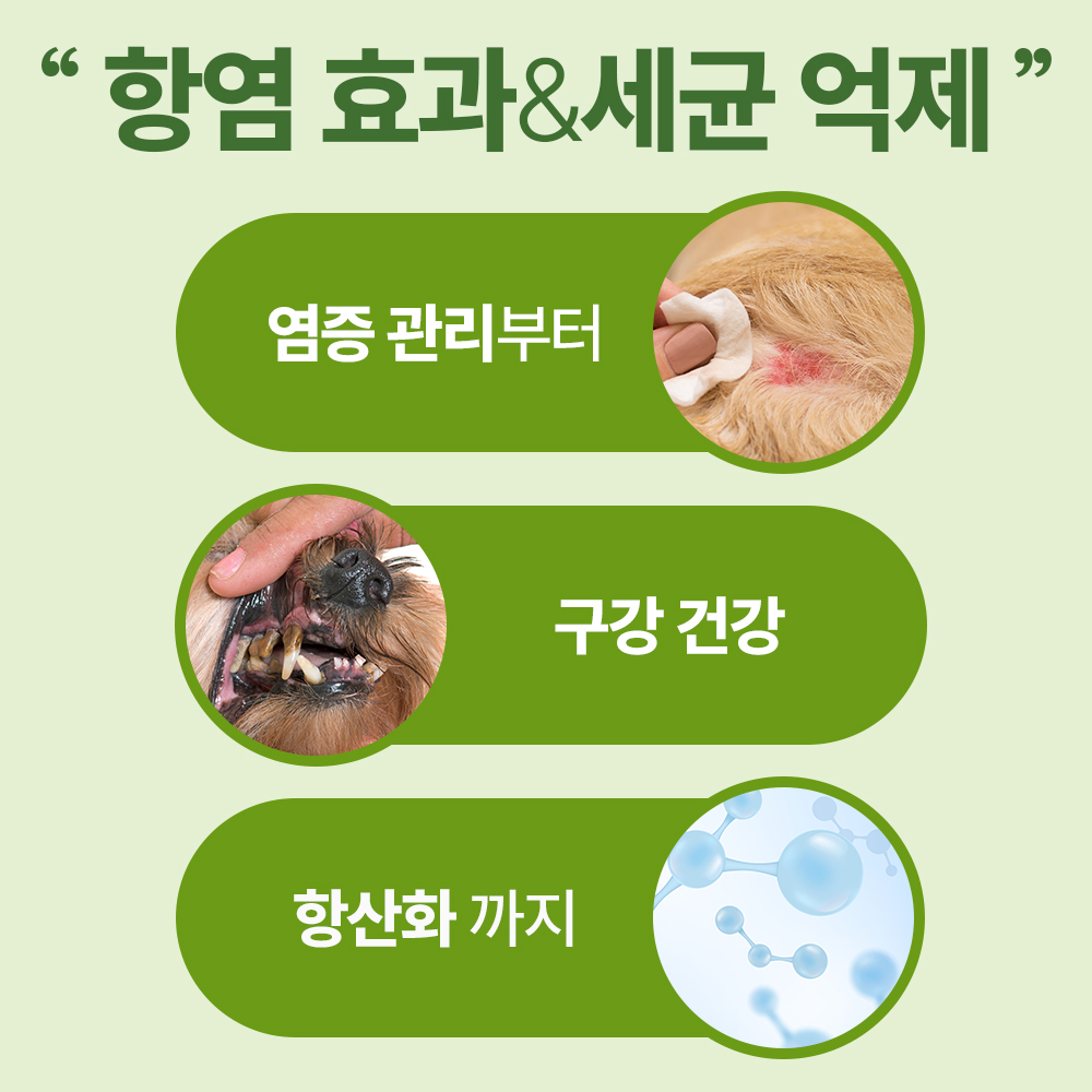 우리 강아지 건강을 위한 구강 영양제, 이렇게 선택하세요!