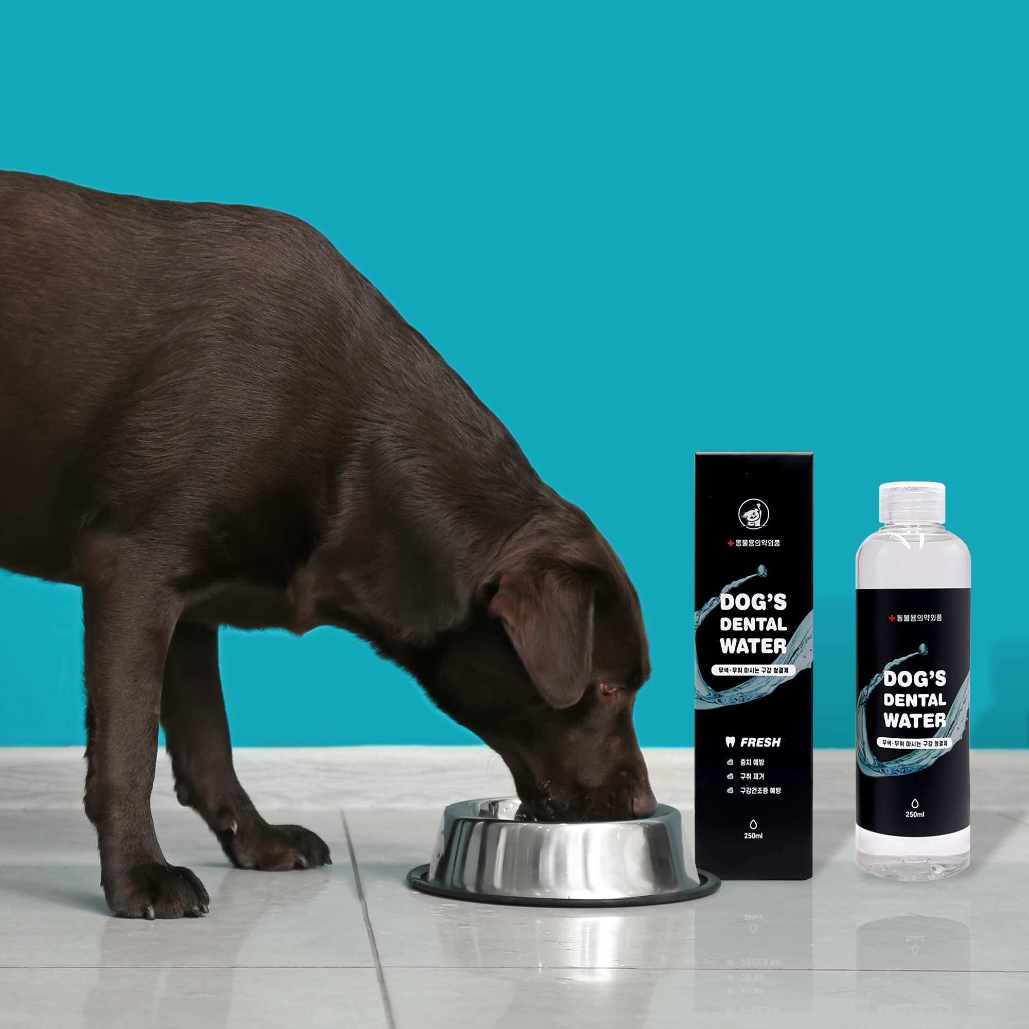 강아지 입냄새와 치석 걱정 끝! 간편하게 치아 관리하는 방법