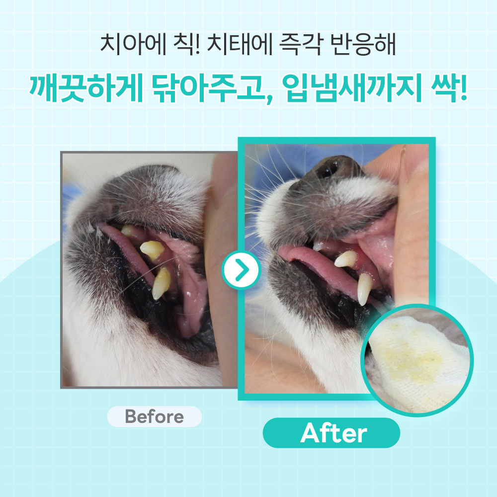 강아지 구강 건강을 위한 친근한 치아 관리 방법