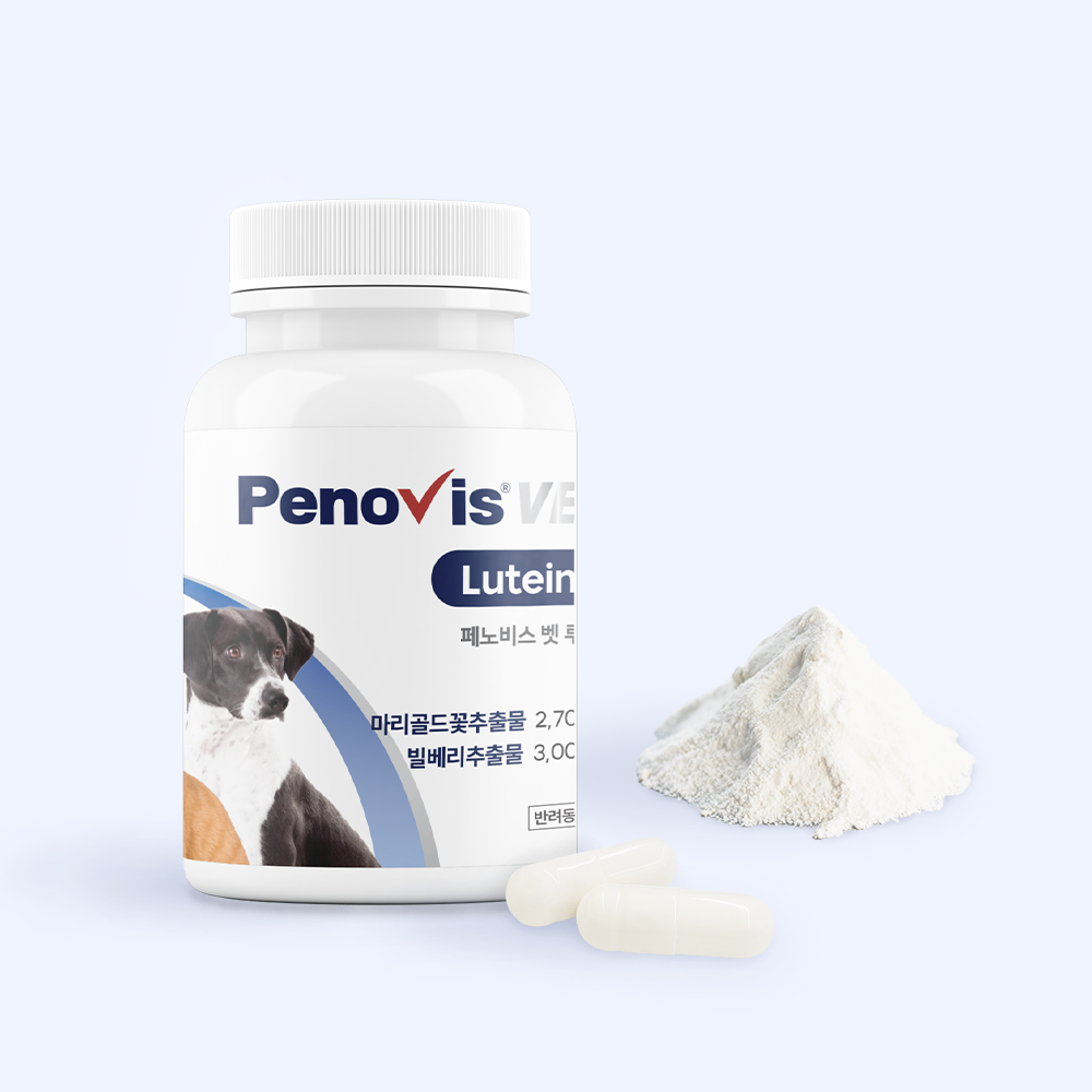 반려동물 눈 건강을 챙기는 간단한 방법, 눈영양제 추천!