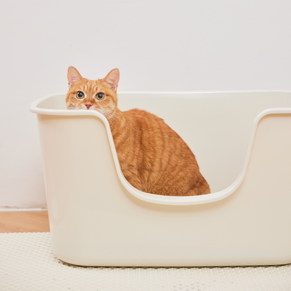 가볍고 넉넉한 크기의 감자밭 고양이 화장실 추천해요!