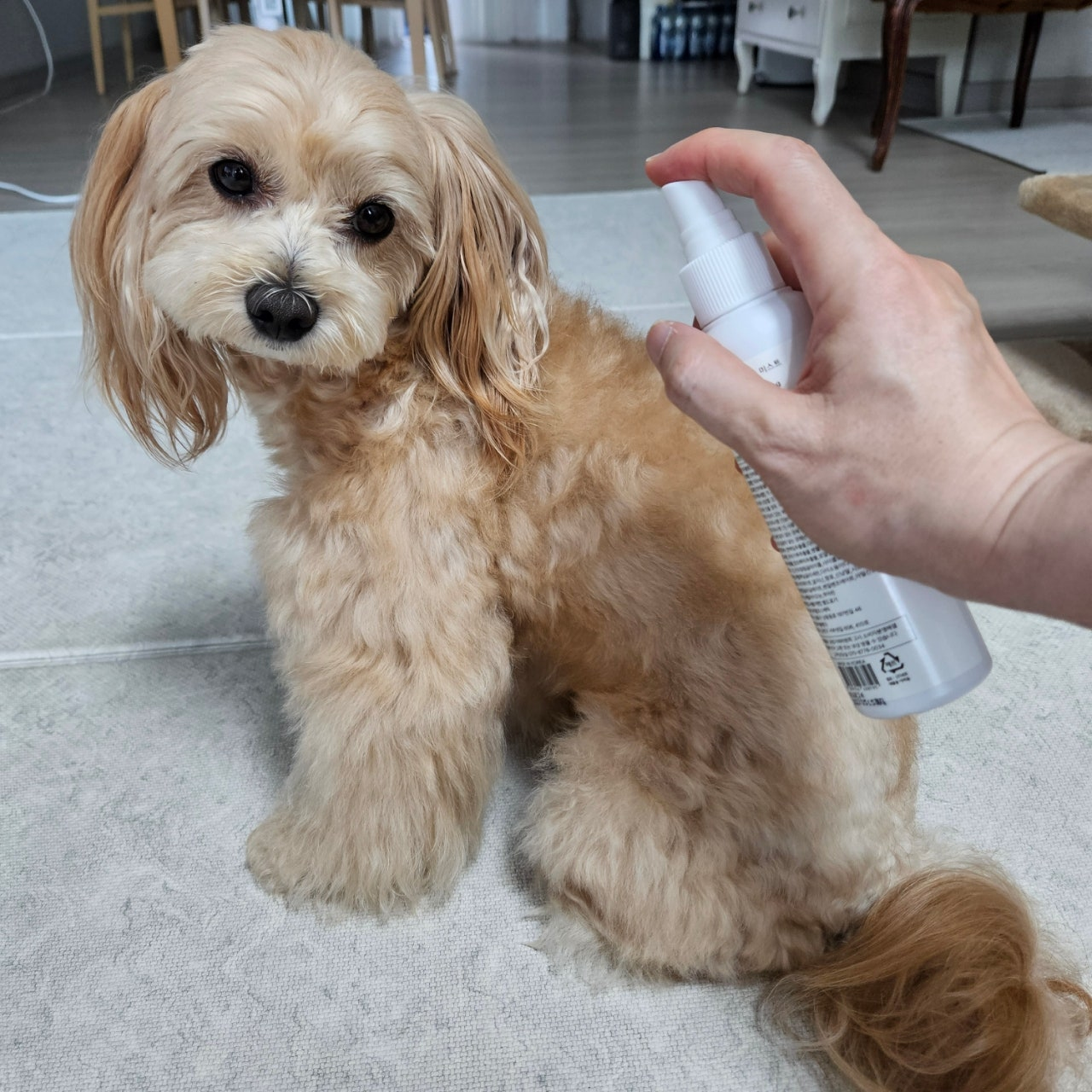 닥터블랭크 저자극 강아지 미스트 보습제 정전기 털엉킴 방지 베이비파우더향, 150ml, 1개