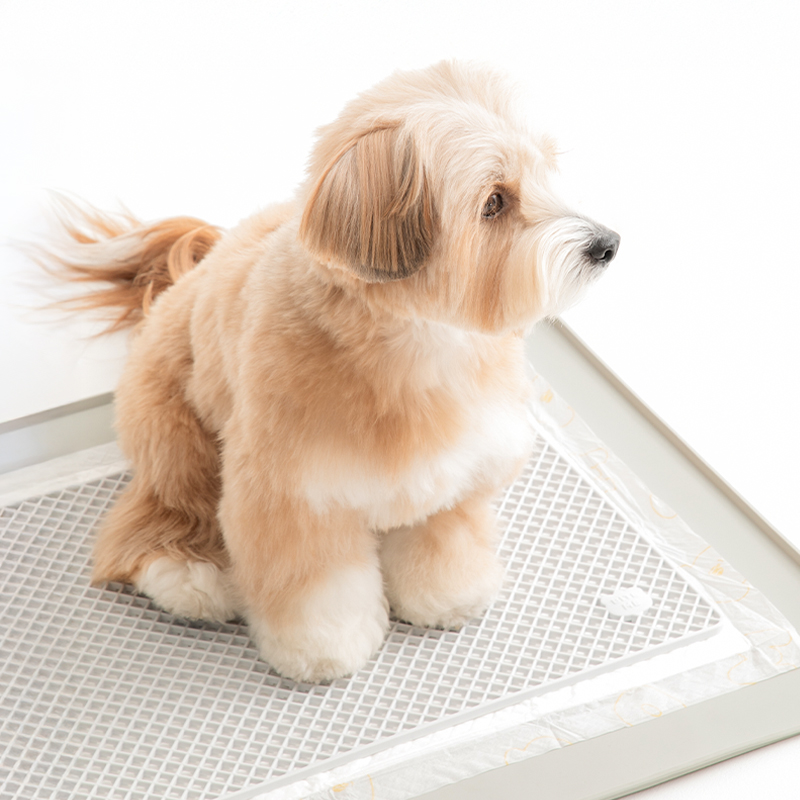 강아지 배변 훈련이 더 쉬워지는 실리콘 화장실 매트 추천!