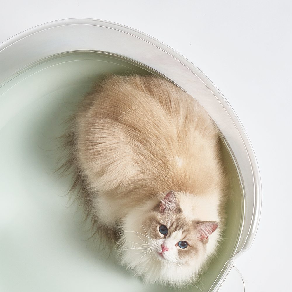 우리 집 고양이도 좋아하는 투명 배변통, 이렇게 선택했어요!