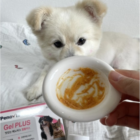 반려견과 고양이 건강을 위한 영양제, 이렇게 선택하세요!