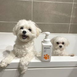 우리 강아지 발 세정, 이렇게 쉽고 깔끔하게 할 수 있어요!