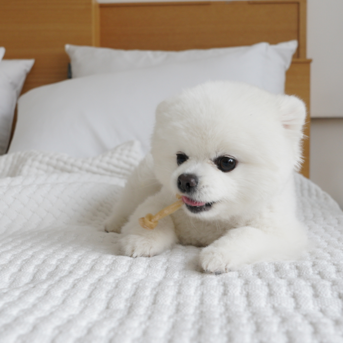 강아지 간식으로 딱! 오래 씹는 한우껌 추천해요