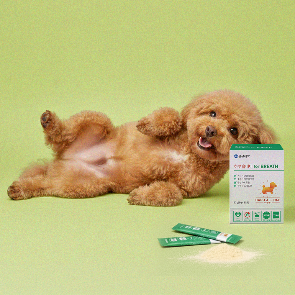 하루올데이 강아지 기관지 반려견 영양제 감기 협착증 카제로템