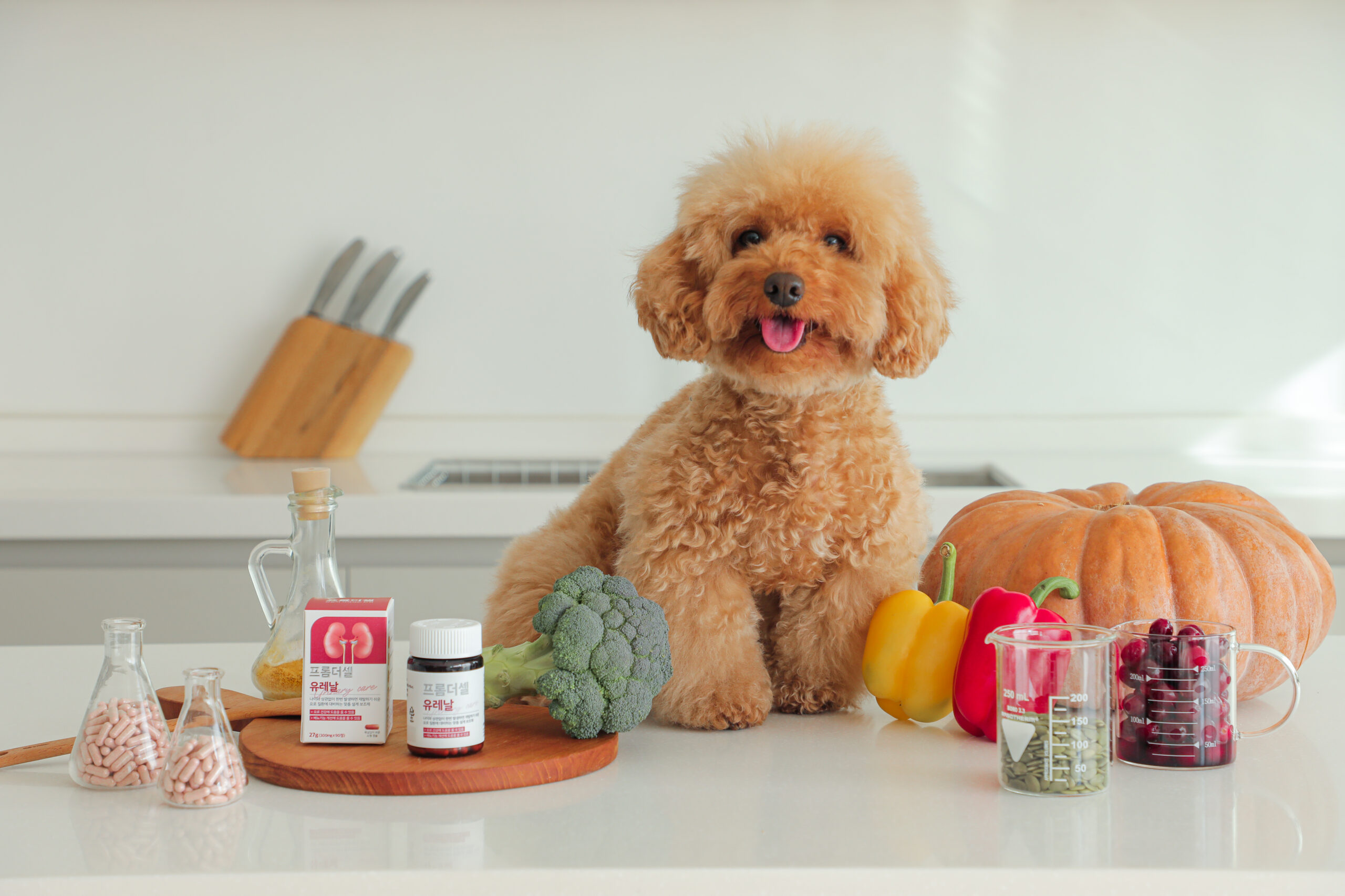 반려동물 건강을 위한 신장 영양제, 이렇게 선택하세요!