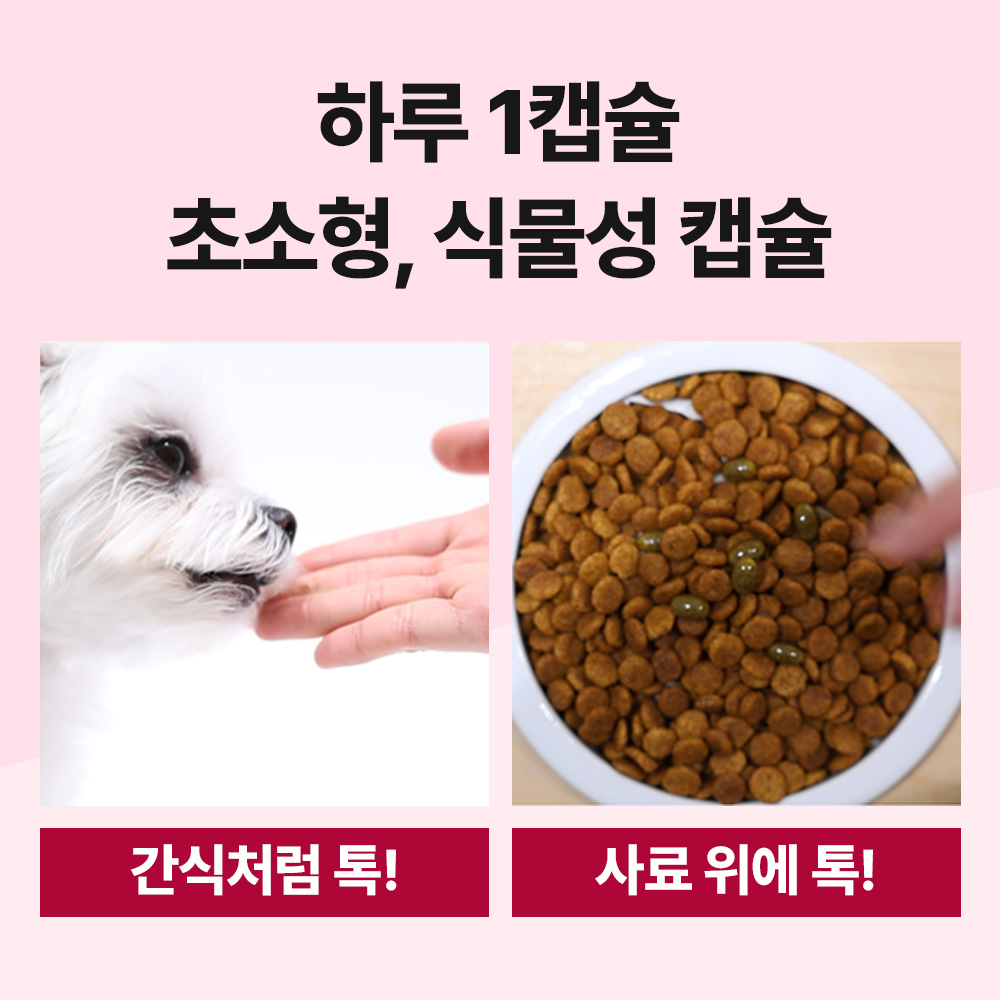 강아지 건강을 위한 자연스럽고 효과적인 노화 방지 영양제 추천