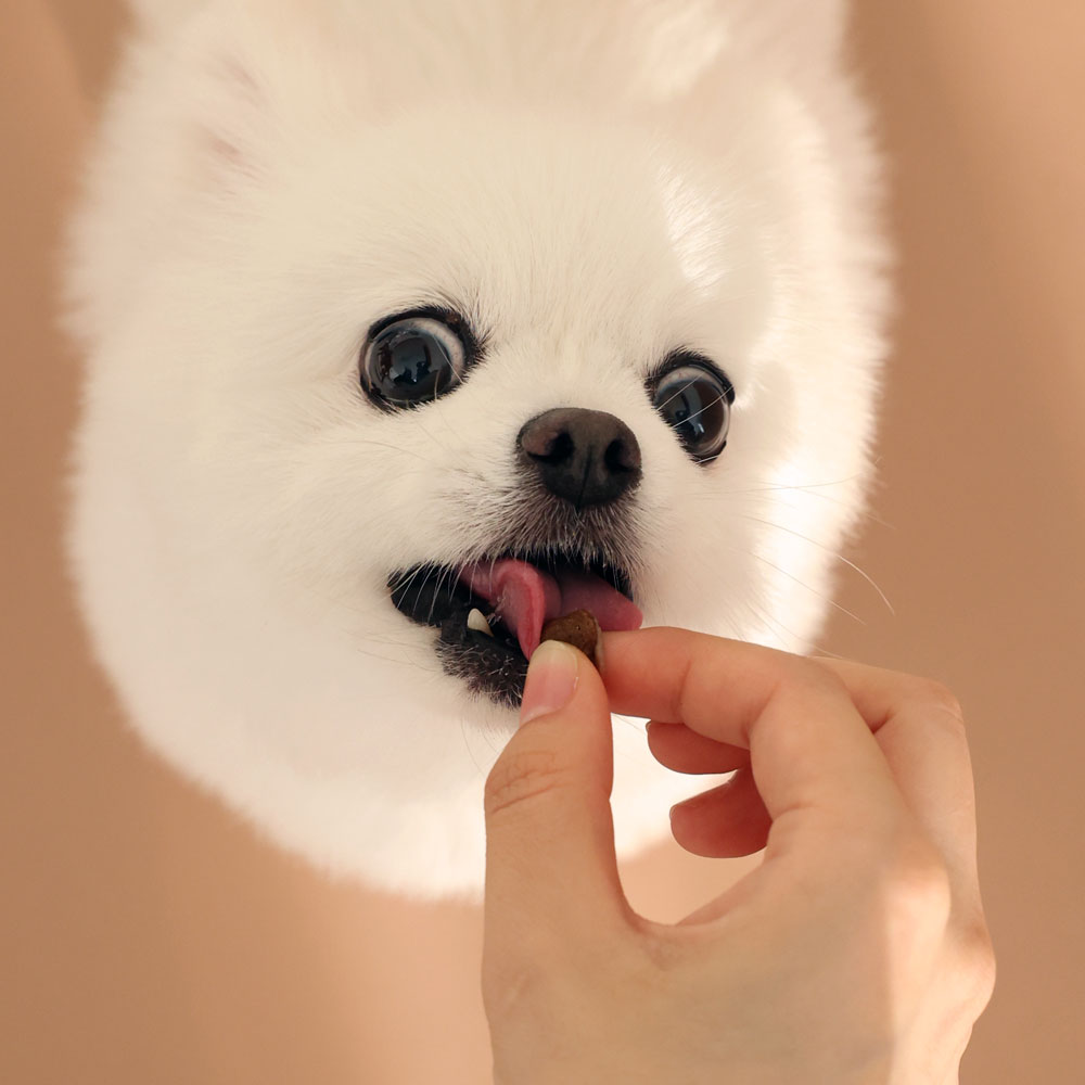 반려견을 위한 건강한 선택! 브리젠 홀리스틱 강아지 사료 치킨으로 건강 챙기기