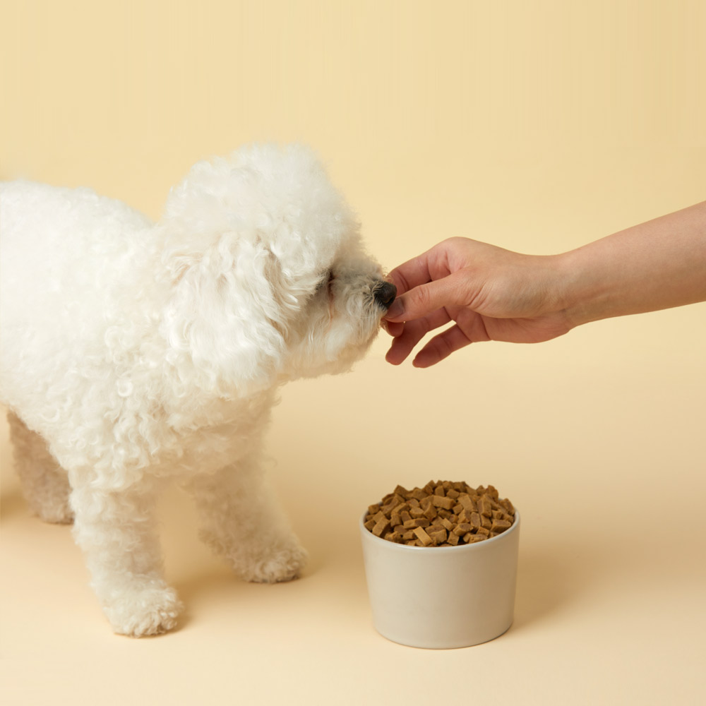 강아지에게 딱 맞는 부드럽고 맛있는 사료, 황태와 연어가 가득한 3kg 한 팩