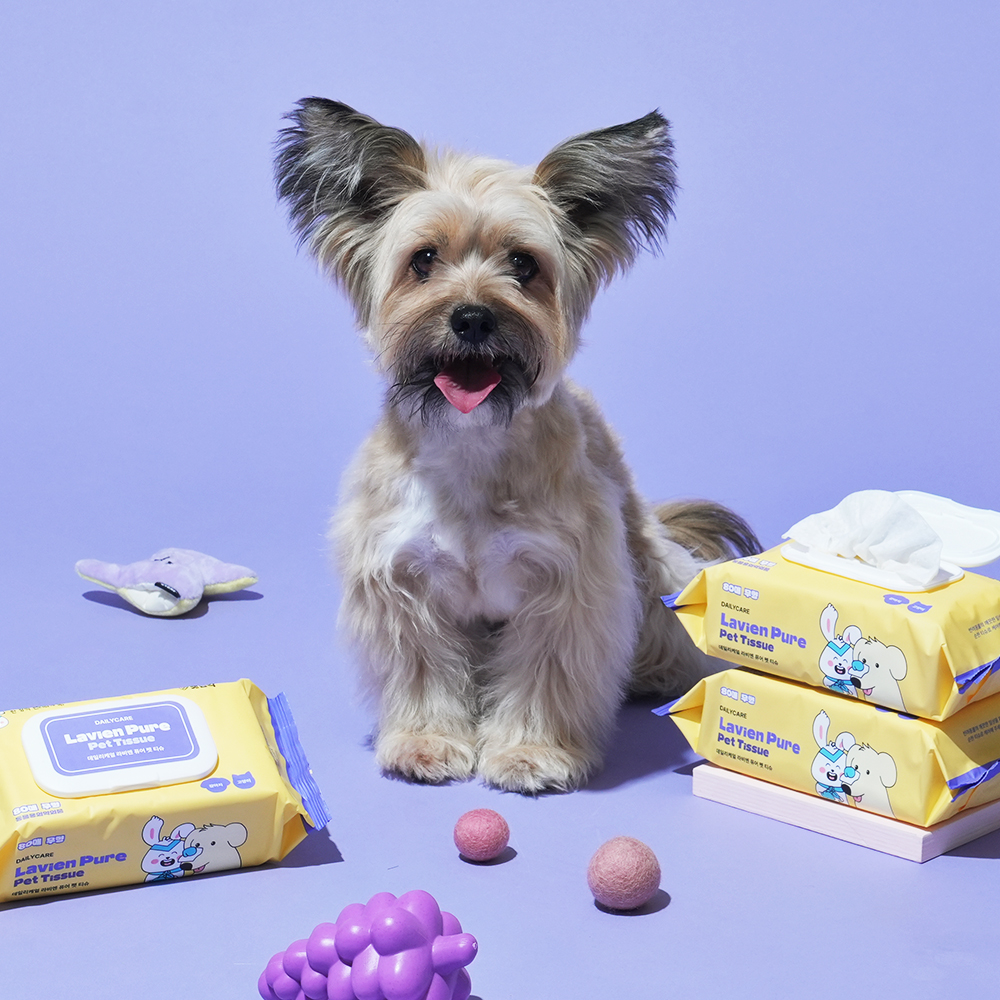 반려동물과 함께하는 일상, 편리한 물티슈 선택 가이드