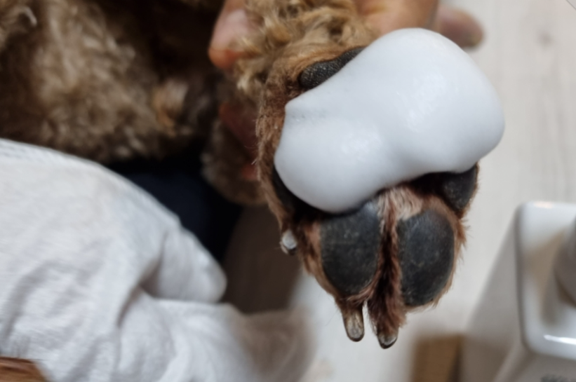 우리 강아지 발 세정, 이렇게 쉽고 깔끔하게 할 수 있어요!