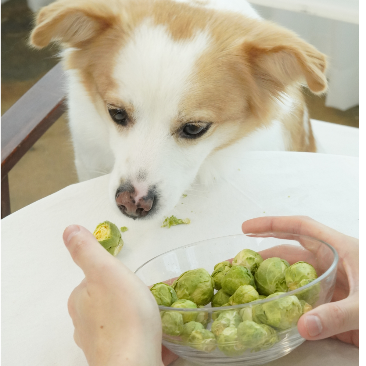강아지 건강을 위한 맛있고 건강한 동결건조 야채 간식 추천!