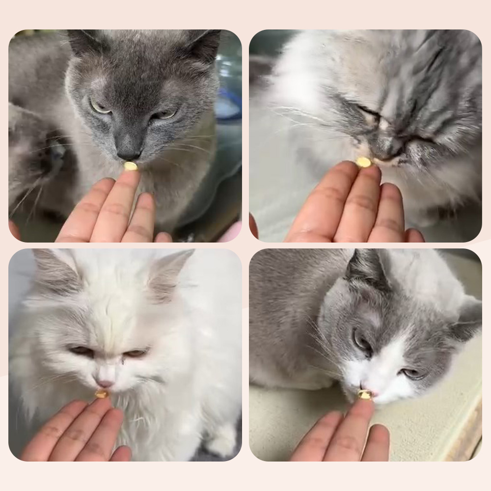 닥터바이 고양이 오메가3 액티브 오메가 리솔브 구강 피부 호흡기 영양제 90캡슐, 1개