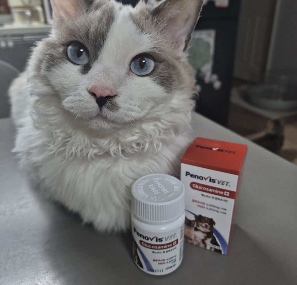 페노비스 강아지 관절영양제 슬개골 연골 관절염 고양이 칼슘 노견영양제 캡슐 벳 글루코사민